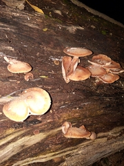 Lentinus substrictus