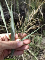 Phragmites australis