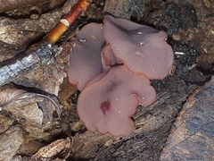 Ascocoryne cylichnium