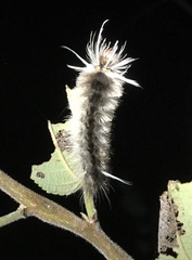 Halysidota cinctipes