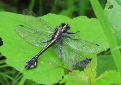 Gomphurus ventricosus