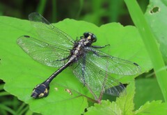 Gomphurus ventricosus