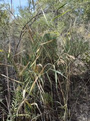 Phragmites australis