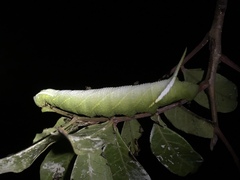 Protambulyx strigilis