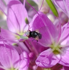 Phasia
