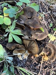 Cortinarius clandestinus