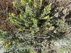 Veronica pinguifolia