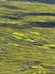 Potamogeton nodosus