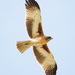 Little Eagle - Photo (c) ash_and, some rights reserved (CC BY-NC-SA), uploaded by ash_and