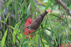 Ramsayornis modestus
