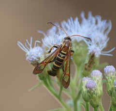 Sesiidae