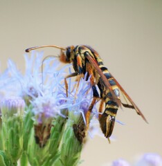 Sesiidae