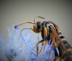 Sesiidae
