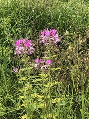Cleome houtteana