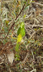 Pterostylis plumosa