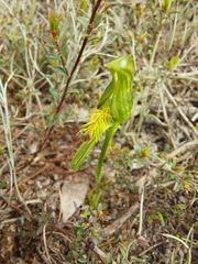 Pterostylis plumosa