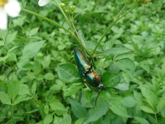Campsosternus auratus