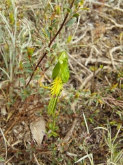 Pterostylis plumosa