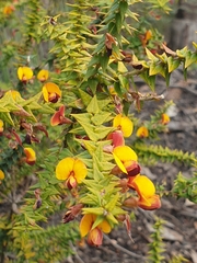 Bossiaea