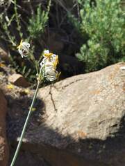 Leucocoryne coronata