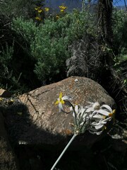 Leucocoryne coronata