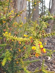 Bossiaea