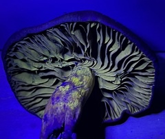 Cortinarius clandestinus