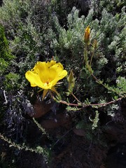 Balbisia peduncularis