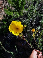 Balbisia peduncularis