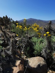 Balbisia peduncularis