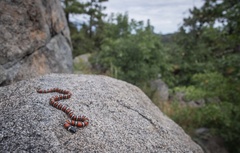 Lampropeltis multifasciata