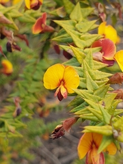 Bossiaea