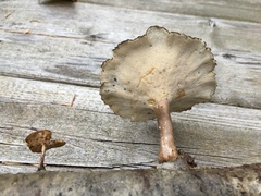 Lentinus brumalis