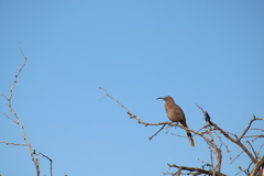 Toxostoma crissale