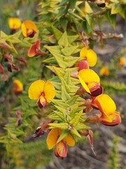 Bossiaea
