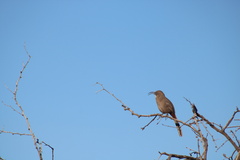 Toxostoma crissale