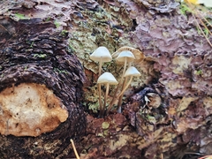 Mycena maculata