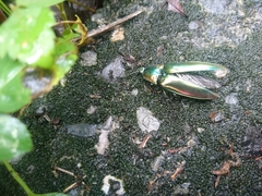 Campsosternus auratus