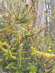 Bossiaea