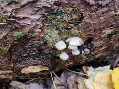 Mycena maculata