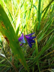 Vicia villosa