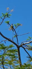 Sphecotheres vieilloti