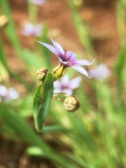Sisyrinchium
