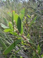 Hakea florulenta