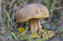 Boletus betulicola