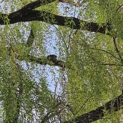 Rhipidura leucophrys