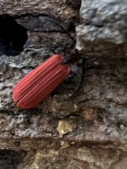 Dictyoptera aurora