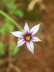 Sisyrinchium