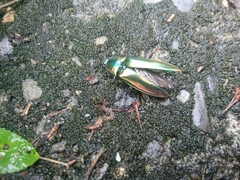 Campsosternus auratus