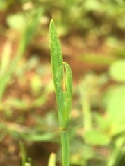 Sisyrinchium